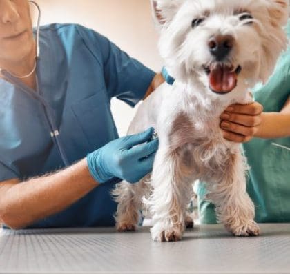 veterinarian with small dog